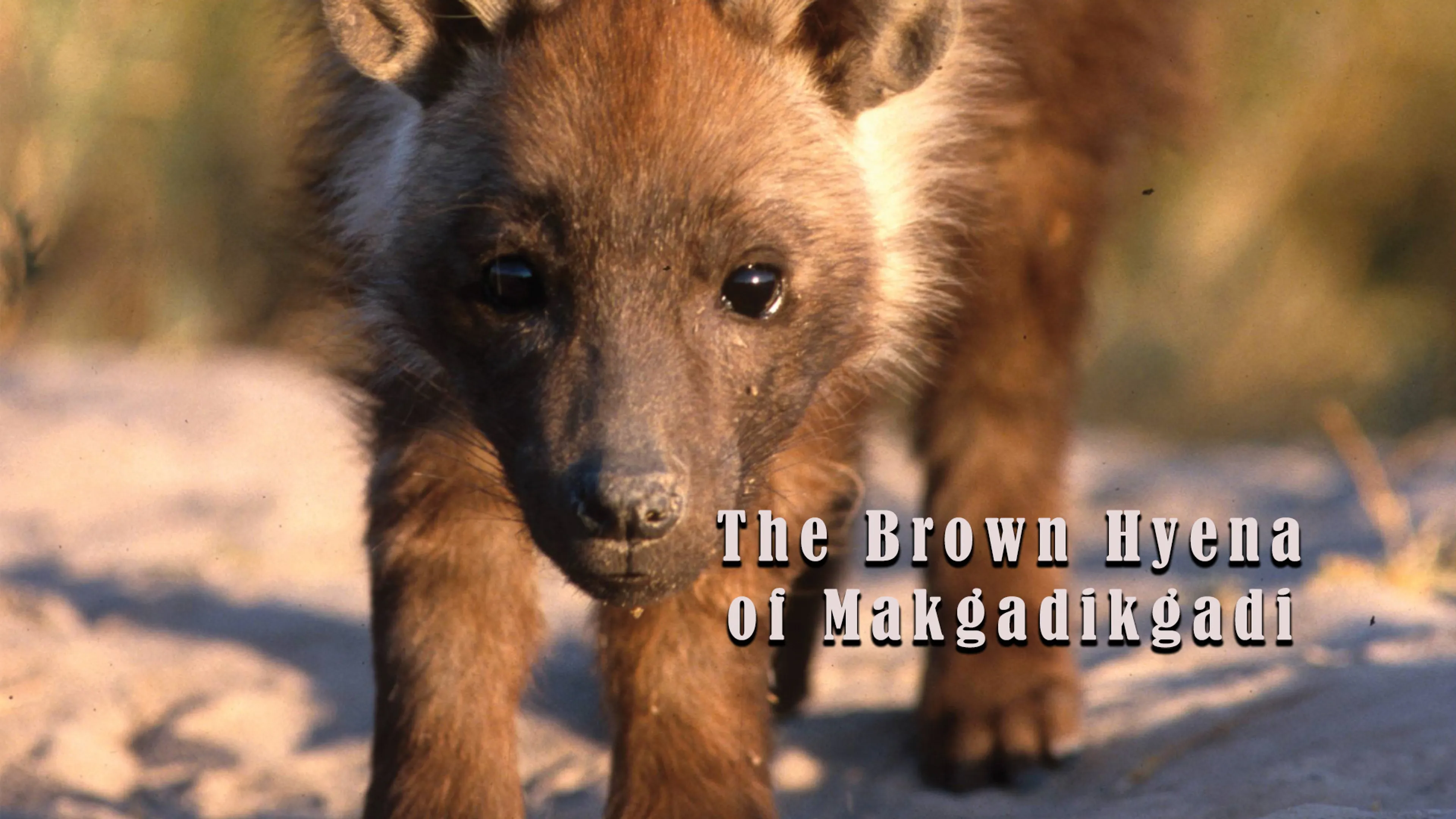 The Brown Hyena of Makgadikgadi poster